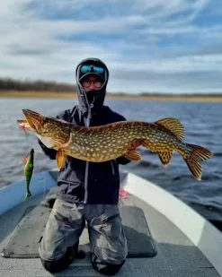 Zalt Zhad 21cm, 77g -Spinnrollen Verkaufsgeschäft 221602Zr 5