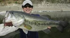 Fish Arrow Flash J Shad 2'' -Spinnrollen Verkaufsgeschäft FA 4562178061659r 4