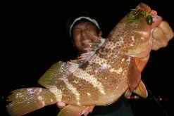 Megabass Rock Hog -Spinnrollen Verkaufsgeschäft MB 00000046364r 3