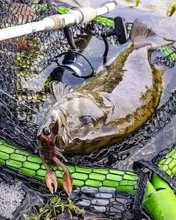 Nikko Craw 8,1cm (5stk.) 11 Nikko Craw 8,1cm (5stk.) -Spinnrollen Verkaufsgeschäft NIKKO431r 4