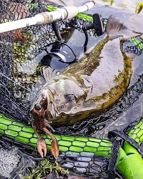 Nikko Craw 8,1cm (5stk.) 6 Nikko Craw 8,1cm (5stk.) – Bild 4