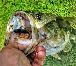 Nikko Zaza Hellgrammite 7,6cm (4stk.) -Spinnrollen Verkaufsgeschäft NIKKO541r 4